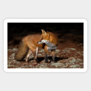 Red Fox - Algonquin Park, Canada Sticker